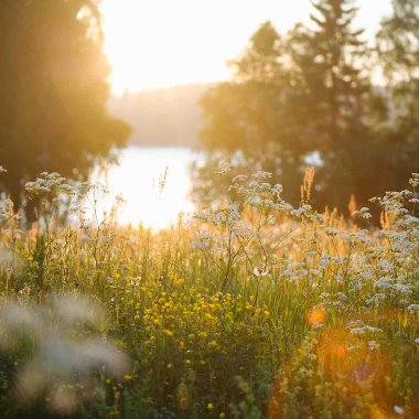 Kukkaketo auringonlaskun aikaan