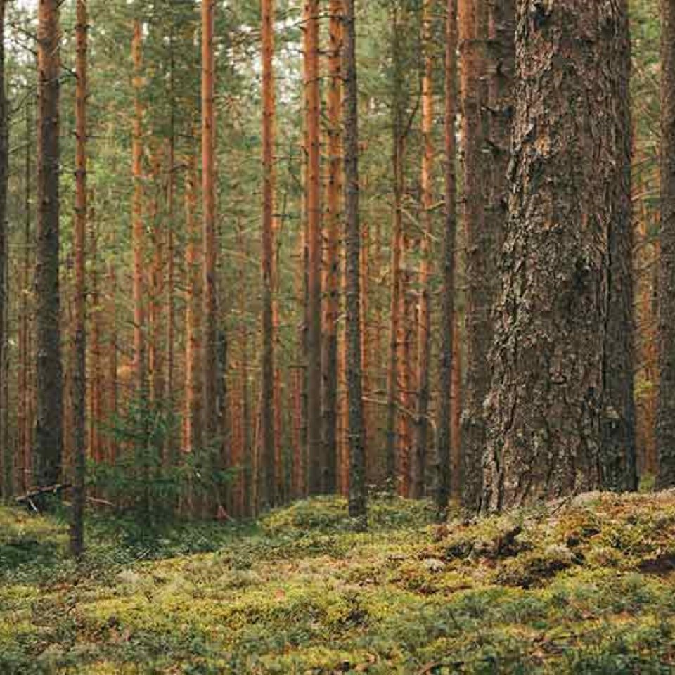 suomalainen mäntymetsä